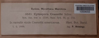 Cytospora ceanothi image
